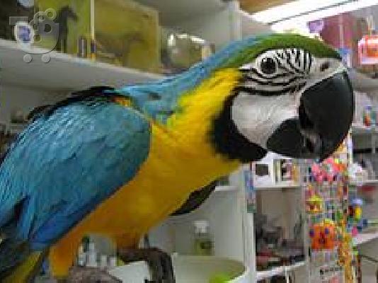 Υάκινθος παπαγάλος Macaw πτηνών προς πώληση
